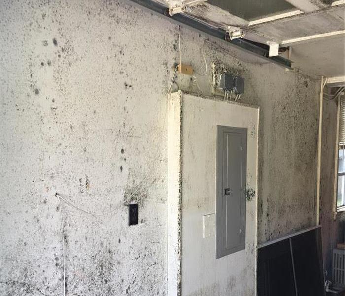 black mold growing inside garage surfaces